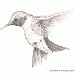 Ruby-throated Hummingbird Pencil Sketch