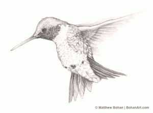 Ruby-throated Hummingbird Pencil Sketch