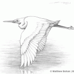Snowy Egret Pencil Sketch