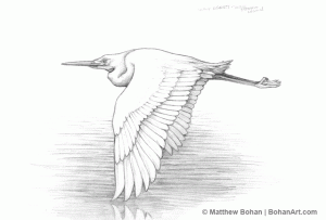 Snowy Egret Pencil Sketch