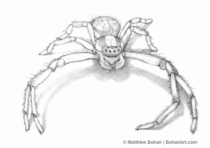 Tiny Spider Pencil Sketch