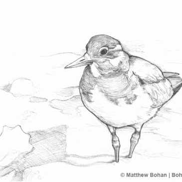 Winter Ruddy Turnstone Pencil Sketch