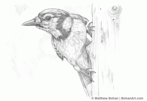 Blue Jay on Stump Pencil Sketch