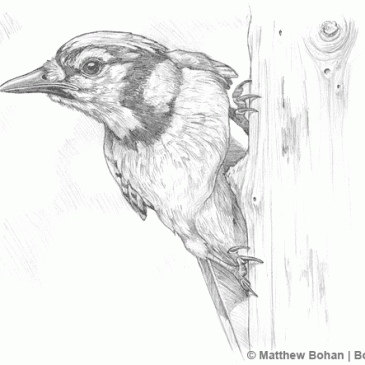 Blue Jay on Stump Pencil Sketch