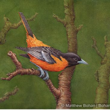 Baltimore Oriole Transparent Watercolor Step-by-Step