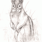 Eastern Chipmunk Pencil Sketch