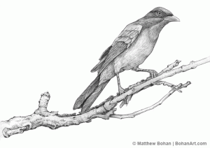 Commmon Grackle Pencil Sketch