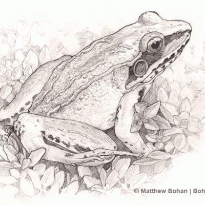 Wood Frog Pencil Sketch