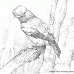 Andean Cock of the Rock Pencil Sketch