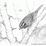 White-throated Sparrow Pencil Sketch