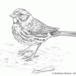Fox Sparrow Pencil Sketch