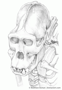 Gorilla Skeleton Pencil Sketch