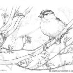 White-crowned Sparrow on Cherry Pencil Sketch