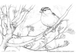 White-crowned Sparrow on Cherry Pencil Sketch