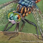 Male Blue Dasher Dragonfly Detail 2 x 3 inches