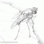 Marsh Fly Pencil Sketch