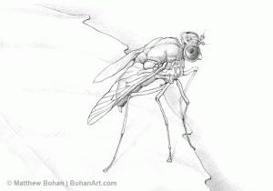 Marsh Fly Pencil Sketch