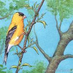 American Goldfinch Transparent Watercolor and Ink