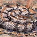Timber Rattler Watercolor and Ink