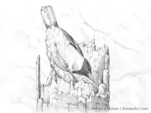 Baltimore Oriole from the Back Pencil Sketch