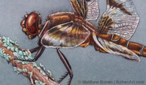 Female Twelve-spotted Skimmer Transparent Watercolor (Detail)