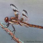 Female Twelve-spotted Skimmer Transparent Watercolor