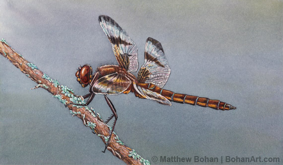 Female Twelve-spotted Skimmer Dragonfly Transparent Watercolor Step-by-step