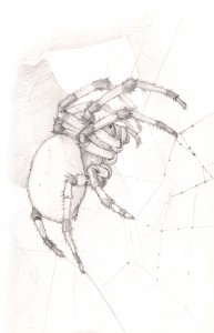 Marbled Orb Weaver Pencil Sketch