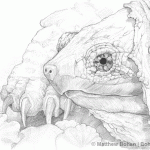 Snapping Turtle Pencil Sketch