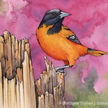 Baltimore Oriole and Redbud Transparent Watercolor & Ink Step-by-Step