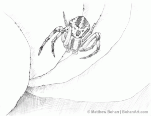 Crab Spider Pencil Sketch