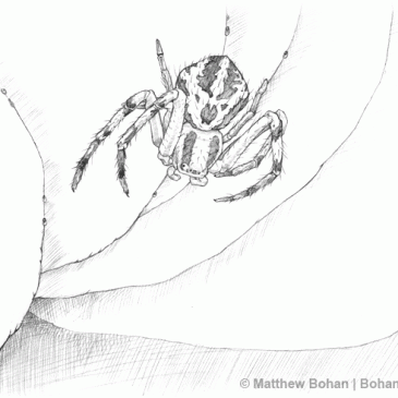 Crab Spider Pencil Sketch (#2)