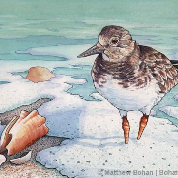 Winter Ruddy Turnstone Transparent Watercolor and Ink (Step-by-step)