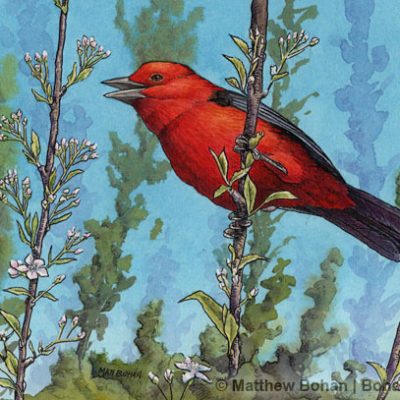 Scarlet Tanager & Cherry Blossoms Transparent Watercolor and Ink