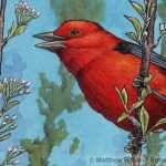 Scarlet Tanager & Cherry Blossoms (Detail)