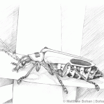 Soldier Beetle Pencil Sketch