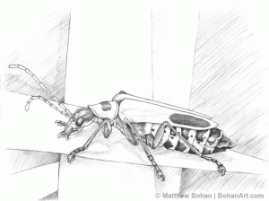 Soldier Beetle Pencil Sketch