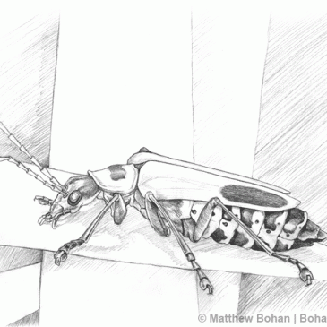 Soldier Beetle Pencil Drawing (New Sketchbook Page 1)