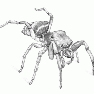 Ant-mimicking Jumping Spider Pencil Sketch (Page 3)