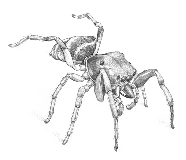 Ant-mimicking Jumping Spider