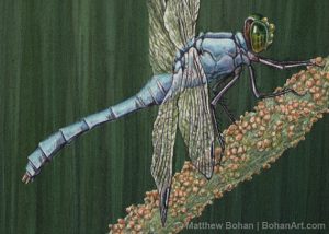 Eastern Pondhawk Dragonfly Transparent Watercolor Detail