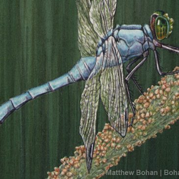 Male Eastern Pondhawk on Timothy Grass Transparent Watercolor Step-by-step