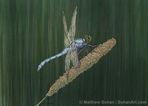 Eastern Pondhawk Dragonfly Transparent Watercolor