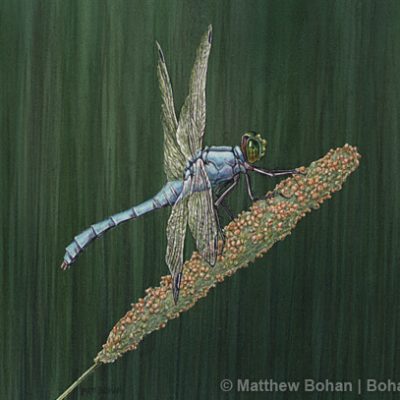 Eastern Pondhawk Dragonfly Transparent Watercolor