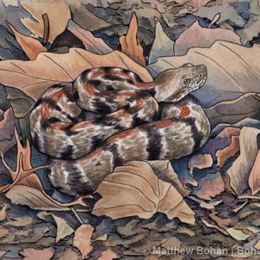 Timber Rattler in Oak Leaves Watercolor and Ink Step-by-step