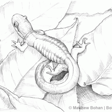 Blue-spotted Salamander Pencil Sketch (p4)