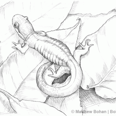 Blue-spotted Salamander Pencil Sketch