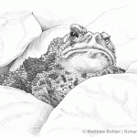 One-eyed American Toad Pencil Sketch p5