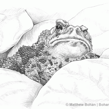 One-eyed Toad Pencil Sketch (p5)