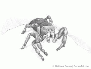 Daring Jumping Spider Pencil Sketch